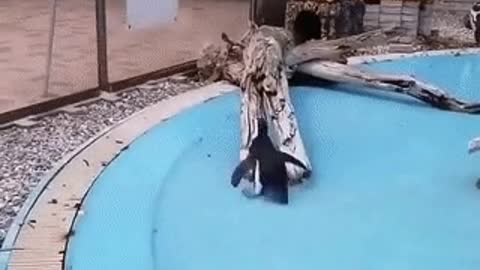 Penguin vs. Black Butterfly