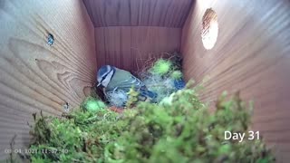 BLUE TIT BUILD A NEST UNDER 8 MINS FOR FIRST EGG