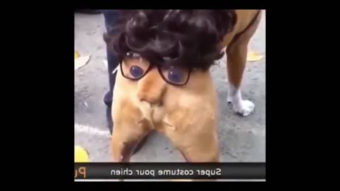 Amaiging New Dog Funny Video 2022 .