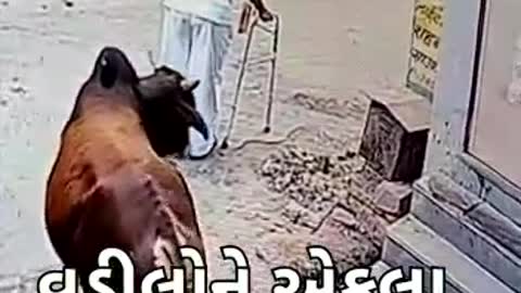 Cow attack on Old man,#attack ,#cow