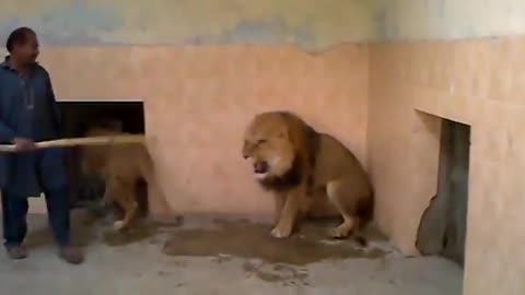 Lion fighting with man