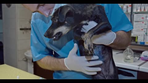 Dog with Tumor and Her Puppies get Rescued