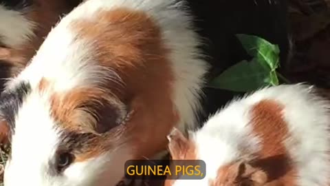 Guinea Pigs: Pets, Food, or Friends?