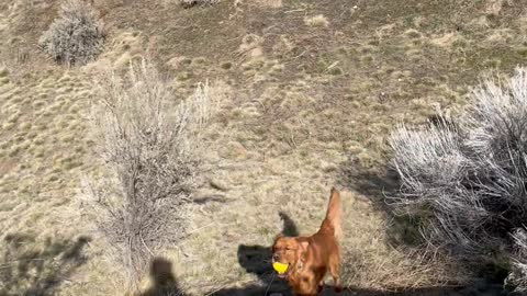 Golden Retriever steals base.....on pitchers first movement