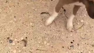 Puppies Emerge Onto Dirt Road to Be Rescued