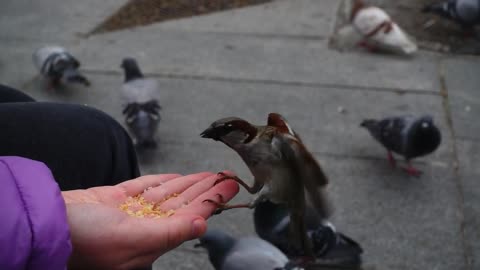 person feeding birds with his hand on the street