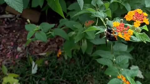 Slomo 🐝 Bee on Lantana