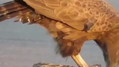 The eagle eats the insides of a living snake.