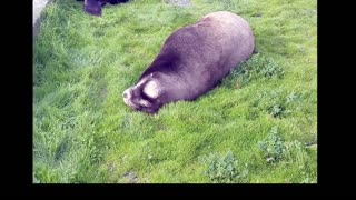 SEA LIONS OF CRESCENT CITY CALIFORNIA