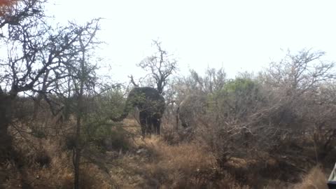 A tour driver close encounter with an Elephant in South Africa