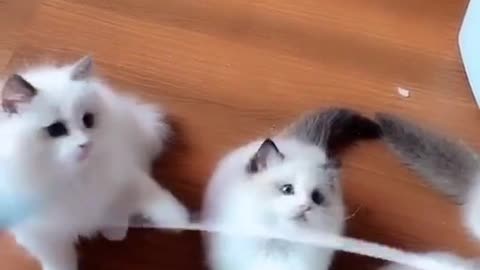 Cute Cat gang Compilation Funny Video 2022 😍😂🤣