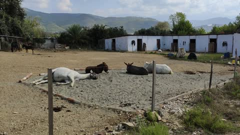 Strays of Alanya, Turkey