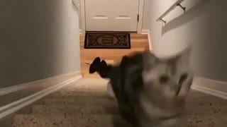 Two Cute Kittens Making a Race About comes up 1st