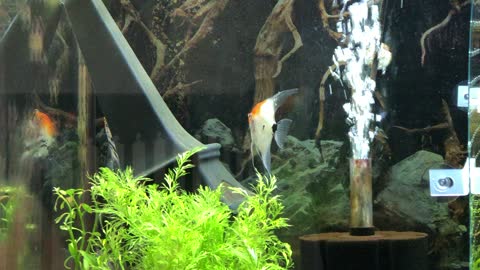 Koi Angelfish couple