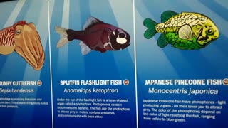 Flashlight fish