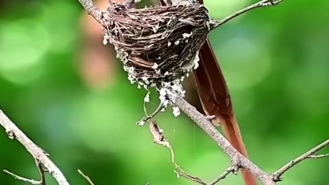 Flying out of a Small Nest with Chicks.