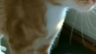 Cat Eating Chips