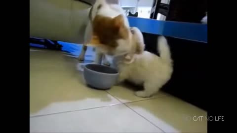 Funny Cats vs Dogs Compilation!
