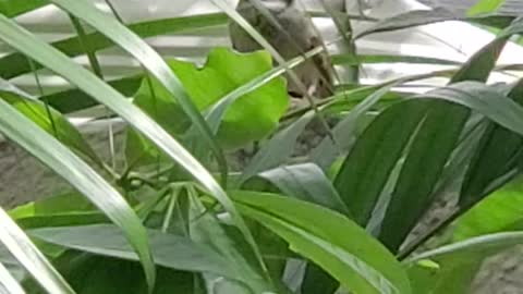 Sparrow Bird Hiding In The Tree