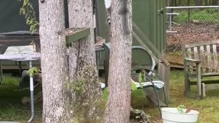 Cat and Squirrel Have Standoff in a Tree