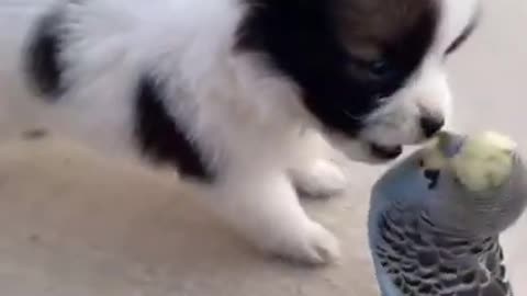 Puppy playing with a Parrot - Funny and Cute Video!