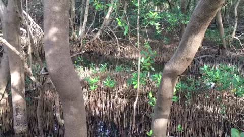 Rare River Otter Sighting in Salt Water