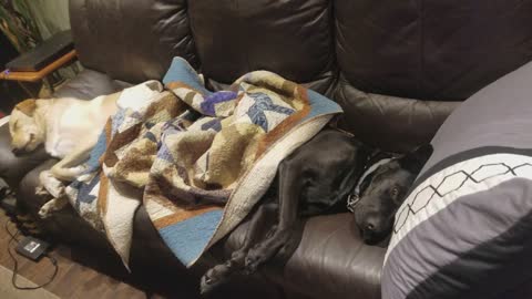 Dogs in a blanket