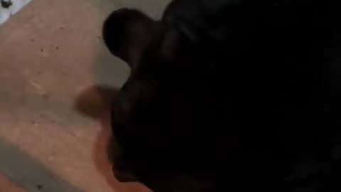 Big Bear Wants Scritches