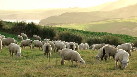 Sheeps at the Catlins in New Zealand