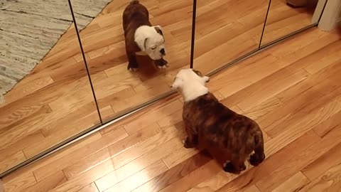 Bulldog Puppy Sees Himself In The Mirror For The 1st Time, And His Reaction Is Pure Gold