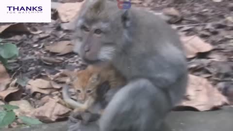 Funny Monkey Kiss with Cat