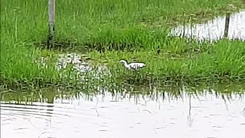 Egret Bird| Egret bird of Assam| egret| Bogoli|Egret enjoying the rainy season|
