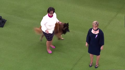 Group judging for the Herding Group at the 2019 Westminster Kennel Club Dog Show | FOX SPORTS