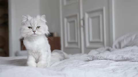 Cute White adorable Cats