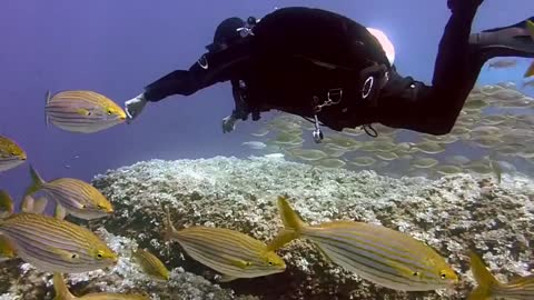 Scuba diving into the ocean around fishes