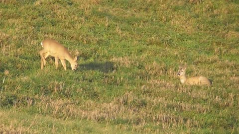two roe deer are resting