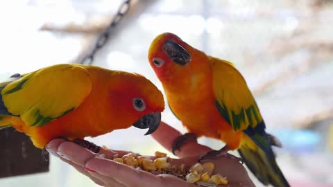 Hand Holding and Feeding Parrots - Animal Care Concept