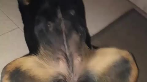 Rottweiler dog love caresses