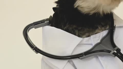 A dog wearing doctor costume