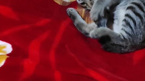 Funny kitten plays with her tail