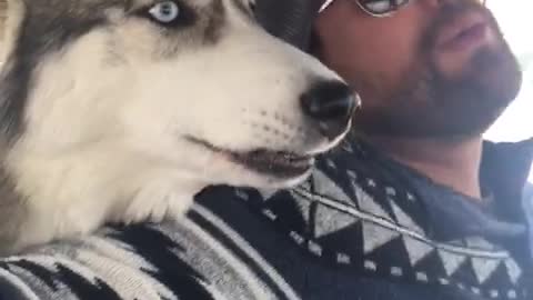 Road trippin' husky howls along with owner