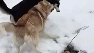 FUN Dog games