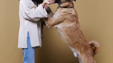 Dog Training : Smart Dog Training videos #Shorts