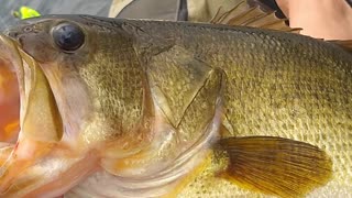 Fishing for largemouth bass