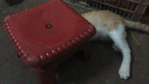 Funny cat like play with a chair