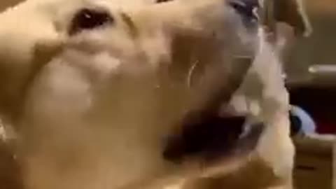Dog Tells Other Dog To Be Quiet. Dogs Are Amazing
