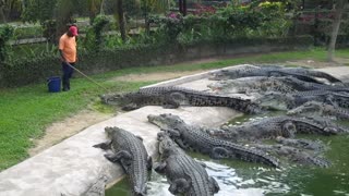 Crocodile Lunch Feeding At Crocodile Farm