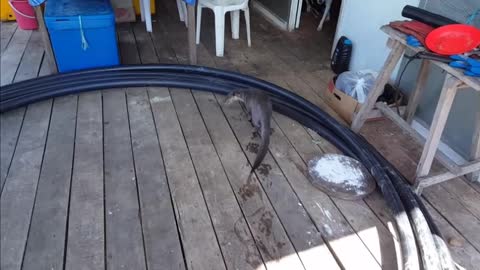 Wild Otter Visits and toys with ice