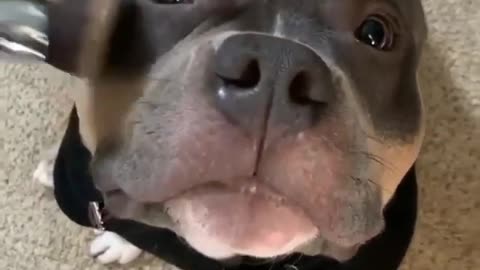 Cuteness off the charts - Mr. Dog
