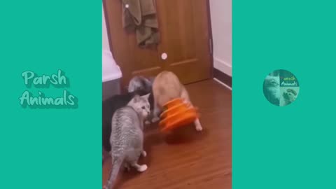 Funnycat#dog#funnyvideo#bestvideo#vinodkumar78#